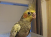 Cockatiel - Hand Tamed Baby - Ready Now