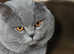 TICA Registered Blue Stud