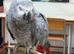 Congo African grey