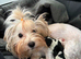 ️ Beautiful Yorkshire Terrier Biewer ️