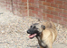 Belgium malnois bitch 7mths old