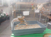 MIXED CANARIES FOR SALE