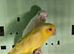 Beautiful pair parrolets