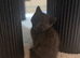 Beautiful British Shorthair Male Kitten – £250