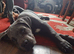 Reduced! Ready To Leave Champion Bloodline Cane Corso Puppies £1,500