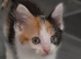 8 weeks old kitten