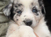 Delightful Border Collie puppies