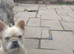 Cream fluffy female frenchie 18mth old