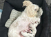 Five Beautiful White & Lavender Imperial / Tea- Cup Shih Tzu’s