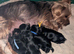 ANMACO Pups KC Ped Toy & Miniature READY TO GO