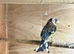 Canaries for sale