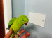 Baby Green Ringneck talking Parrot