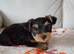 Yorkshire terrier puppies