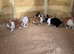 Baby Dutch rabbits for sale