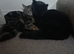 Kittens half Bengal half domestic mum and dad last picture