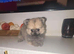 1 beautiful male Pom left