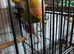Pineapple greencheek