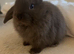 2 boy bunnies 2for &pound;80