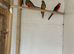 Stanley rosellas