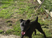 18 month old Patterdale Terrier