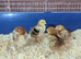 Road island red bantam chicks.