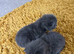 7 blue/grey British Shorthair kittens for sale