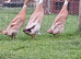 Trio of Fawn and White Indian Runner Ducks