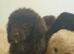 Five beautiful F1B Cockapoo puppies looking for loving homes ️