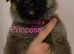 German Shepherd Puppies for sale