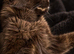  GIANT BLACK MAINE COON BOY - LOOKING FOR HIS FOREVER HOME 