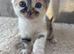 BEAUTIFUL BLUE EYED MAINE COON KITTENS