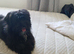 Small malshi pup
