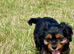 Cavalier x Biewer puppies