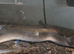 Southern white lipped python