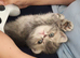 Beautiful Persian exotics