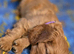 Beautiful Cavalier King Charles Spaniel