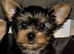 Yorkshire terrier puppy's