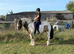 Young ridden mare
