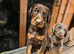 Top Quality KC'D Stunning Chunky Dobermann pups