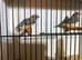2x normal cock birds