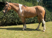 Pony Club Alrounder
