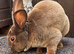 Chocolate Mini Rex