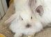 Double Maned Lionheads READY NOW