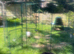 Large walk-in cage and chicken coop