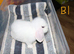 Stunning Mini Lop's - Bucks