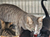 Striking domestic shorthaired farm kittens ready to go