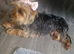 Yorkshire terrier pups