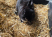 Netherland dwarf girl