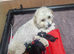 Maltipoo f1b, 2 boys 5 girls, &pound;1500/&pound;1600