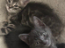 8 weeks kittens